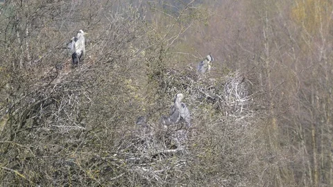 Wild Grey Herons nesting with chicks at nature reserve in south east England Stock Footage 112718031