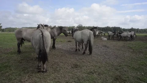 Wild Grey horses on A cloudy Day in nature park Stock Footage 69119453