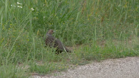 Wild Grey Partridge Resting on Old Road and Preparing to Escape 스톡 동영상 336964991