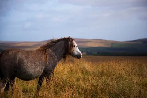 Wild grey pony in the fields 2  Stock Photos