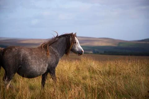 Wild grey pony in the fields  Stock Photos