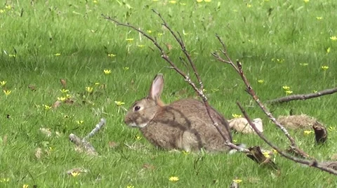Wild grey Rabbit Grazing in Spring wildflower Meadow in sunshine Stock-Footage 50307394
