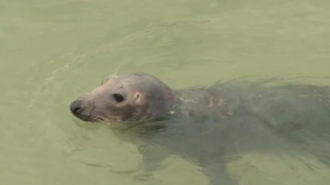 Wild Grey Seal Stock Footage 93542985