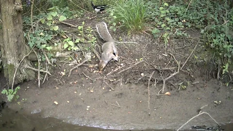 Wild Grey Squirrel and Magpie Sharing Woodland Floor Trail Camera Stock Footage 340660120
