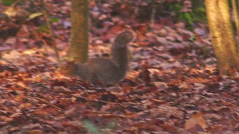 Wild Grey Squirrel burrowing and playing in autumn leaves 스톡 동영상 251040659