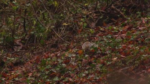 Wild Grey Squirrel burrowing in hills of autumn leaves Stock Footage 251054266
