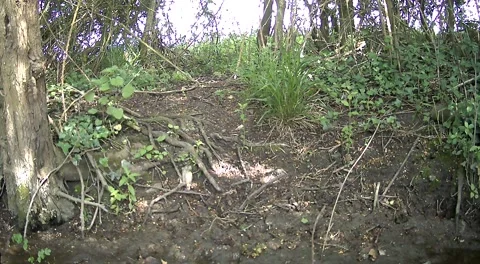 Wild Grey Squirrel Digging and Foraging on Woodland Floor Trail Camera Stock Footage 336815766