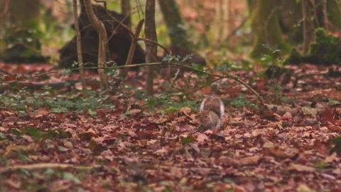 Wild grey squirrel digging into dry red autumn leaves 스톡 동영상 251034639