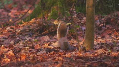 Wild grey squirrel digging into dry red autumn leaves Vídeos de archivo 251037776