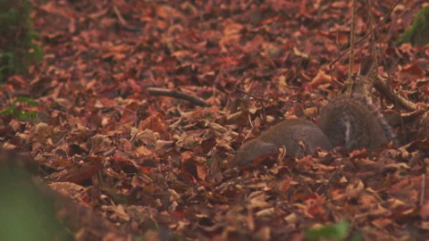 Wild grey squirrel digging into dry red autumn leaves hunting for food in Video stock 251045530