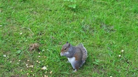Wild grey squirrel eating in the park. Static camera shot Video stock 314138432