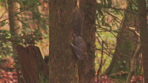 Wild grey squirrel foraging for acorns in dry red autumn oak leaves in woodland 스톡 동영상 251052343