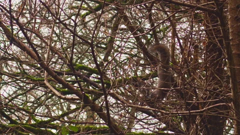 Wild grey squirrel hanging upside-down in tree eating bird carcass hung on a Video stock 251053482