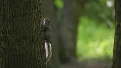 A wild grey squirrel rests on a tree trunk - backlit by the sun. 4K tripod Stock Footage 196121103