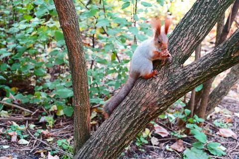 A wild grey squirrel sits on a tree. Side view Stock Photos