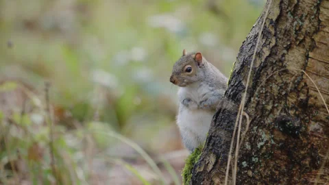 A wild grey squirrel is sitting behind a tree trunk - close up. 4K tripod Stock Footage 258830301