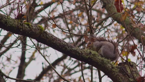 Wild grey squirrel sitting on tree branch 스톡 동영상 251049243