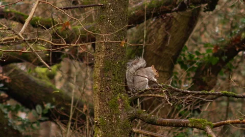Wild Grey Squirrel on a tree branch in autumn eating an acorn Stock-Footage 251041766