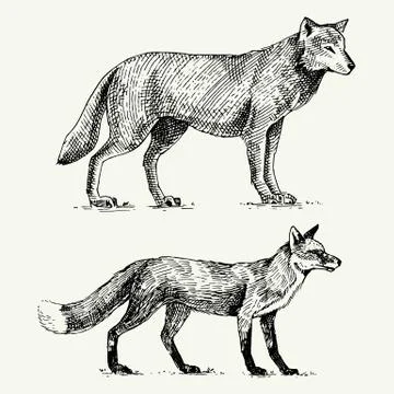 Wild grey wolf and red fox engraved hand drawn in old sketch style, vintage Stock Illustration