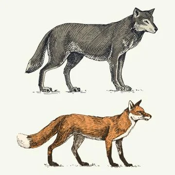 Wild grey wolf and red fox engraved hand drawn in old sketch style, vintage Stock Illustration
