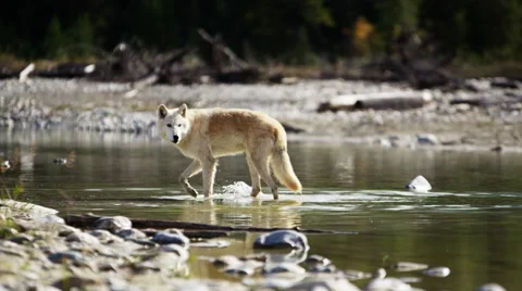 Wild grey wolf crossing a river outdoor on National Reserve Stock Footage 58160568