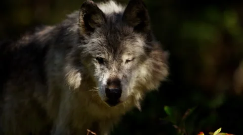 Wild grey wolf scavenging for food outdoor on National Reserve Stock Footage