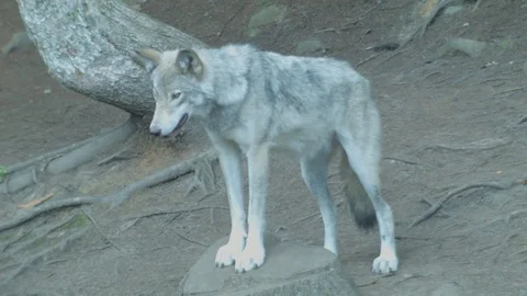 Wild Grey Wolf Standing on Rock Stock Video Pond5