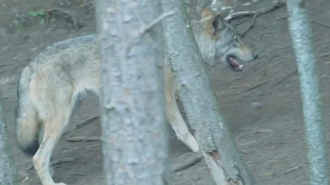 Wild Grey Wolf Walking and Lying Down in Forest Stock Footage 79182138