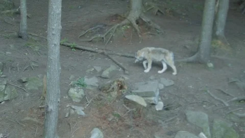 Wild Grey Wolves Walking in Forest Stock Footage 79187346