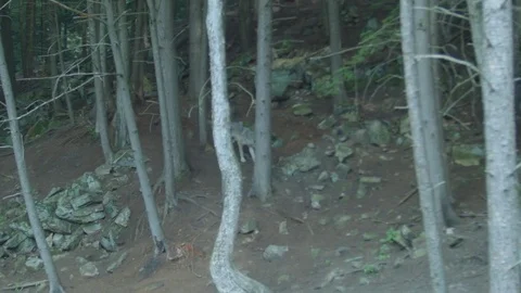 Wild Grey Wolves Walking on a Forest Hill Stock Footage 79223813