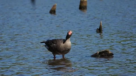 Wild greylag goose looking at clouds slow motion Stock Footage 311752928