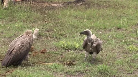 Wild Griffon Vulture Africa savannah Kenya dangerous bird Stock Footage