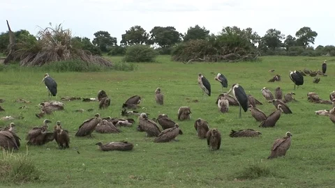 Wild Griffon Vulture Africa savannah Kenya dangerous bird Stock Footage