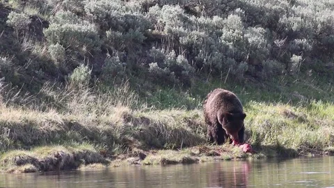 Wild Grizzly Bear Eating With Curious Crow Stock Footage 100944247