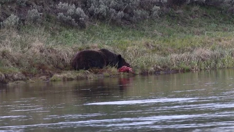Wild Grizzly Bear Sleeping by a Carcass Stock Footage 100944065
