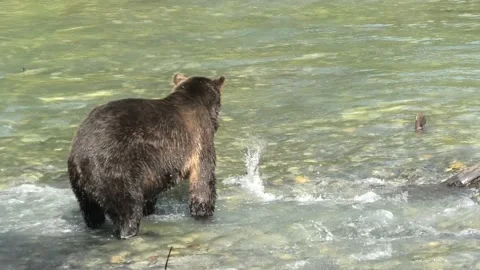 Wild grizzly bear unsuccessfully Stock Video Pond5