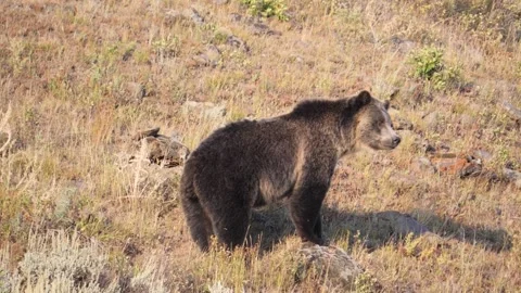 Wild grizzly bear walking through dry grass in Lamar Valley, Yellowstone Stock Footage 329374797