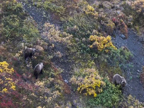 Wild grizzly bears, two cub and a mother Stock Footage 80213464