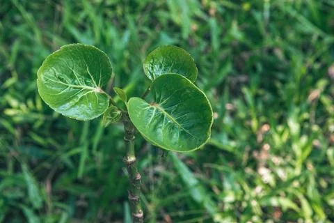 Wild Ground Plant Emerging Through Grass Field. Stock Photos
