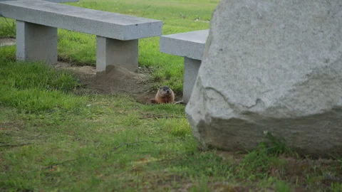 Wild Groundhog Peering From Burrow by Granite Boulder, Augusta, Maine Stock Footage 338150479