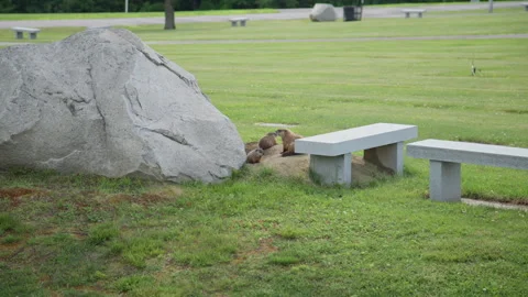 Wild Groundhogs by Granite Boulder and Burrow, Augusta, Maine Stock Footage 338150496