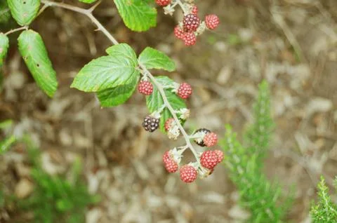 Wild group of berries Stock Photos