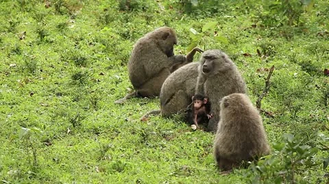 A Wild Group of Olive Baboons (Papio anubis) Play, Fight &amp; Nurse in Africa. Stock Footage 11279100