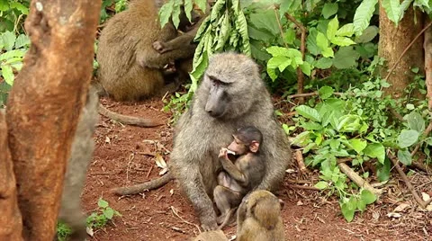 A Wild Group of Olive Baboons (Papio anubis) Play &amp; Fight in Kenya, Africa. Stock Footage 11280824