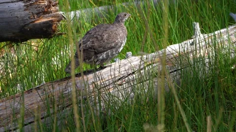 Wild Grouse Stock Footage 147986917