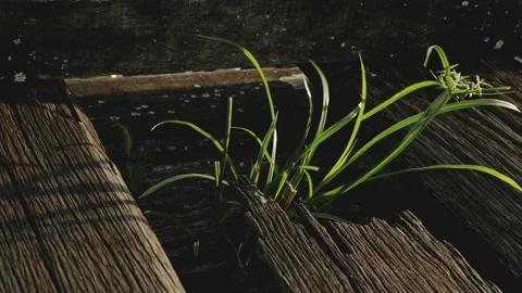 Wild growing grass around old grungy piece of wood Stock Footage 134292057