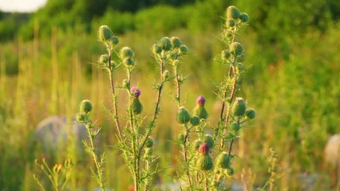 A wild-growing plant is a thorn. Sharp needles and spikes. Stock Footage 279883300