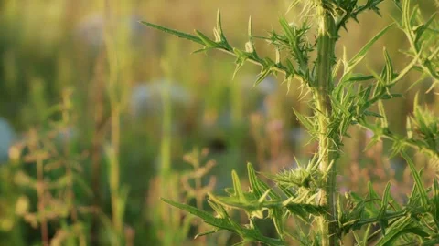 A wild-growing plant is a thorn. Sharp needles and spikes. Stock Footage 279883404