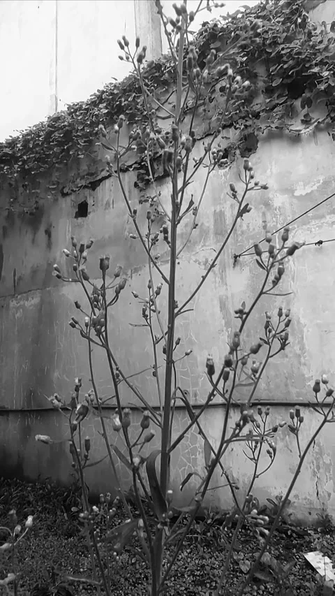Wild Growth, Vertical BNW Stock Footage 299914679