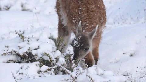 Wild guanaco eating bushes in snow hills in South America Patagonia in Chile, in Stock Footage 276797553